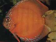 Symphysodon aequifasciat... Discus Brown