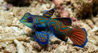 Synchiropus splendidus (Mandarínská ryba)