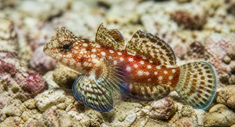 Synchiropus stellatus Hvězdné mandarínské ryby