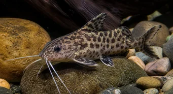 Synodontis contractus (Kontrakce Synodontis)