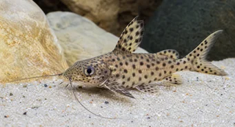 Synodontis multipunctatus (SPOTNET SYNODONTE)