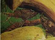 Synodontis nigriventris Kočičí kočka Konga