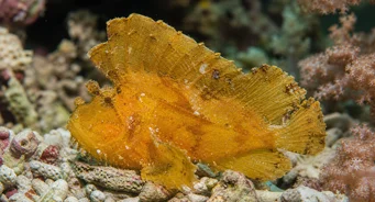 Taenianotus triacanthus