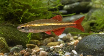 Tanichthys albonubes Chudák Neon