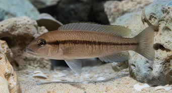 Telmatochromis temporalis