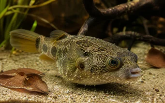Tetraodon palembangensis Tetraodon Palembangensis
