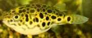 Tetraodon schoutedeni Kongo Tetraodon, Leopard Tetraodon