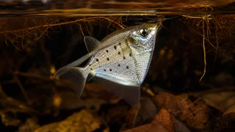 Thoracocharax stellatus Stříbrná hachette ryba