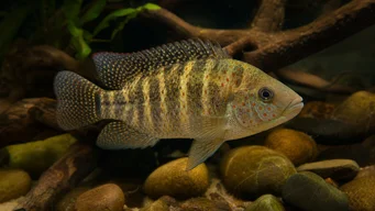 Tilapia mariae Pět -pásmové tilapie