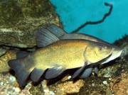 Tinca tinca Společný tanker