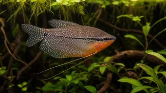 Trichogaster leeri Mosaic Gourami