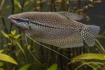 Trichogaster pectoralis Hadí kůže gourami
