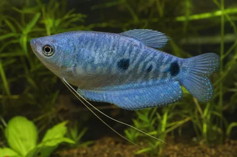 Trichogaster trichopterus sumatranus Gourami se třemi zlatými skvrnami