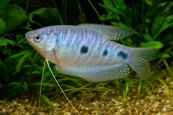 Trichogaster trichopterus Tři skvrny, modrá gourami