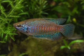 Trichopsis pumila Dwarf Gourami