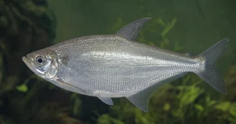 Triportheus albus Tetra výrobce se žlutými ploutvemi