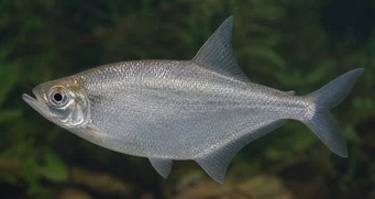 Triportheus angulatus Interpunkční