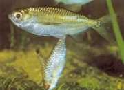 Triportheus pictus Stříbrná tetra-slash