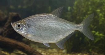 Triportheus rotundatus Kulatá kuše Tetra