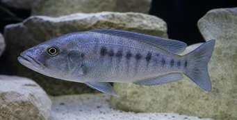 Tyrannochromis macrostoma Makrostom tyrannochromis