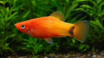 Xiphophorus maculatus