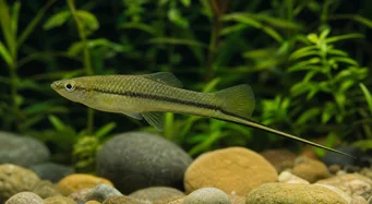 Xiphophorus montezumae (Držitel meče Montezuma)
