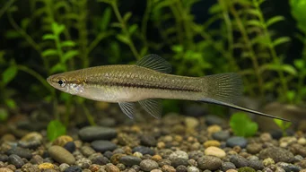 Xiphophorus neuzalanahotl (Spatřený meč)