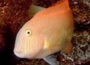 Xyrichthys novacula Perla