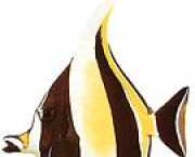 Zanclus canescens Kráječ