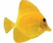 Zebrasoma flavescens Žlutý chirurg