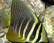 Zebrasoma veliferum Zebrasoma Veliferum
