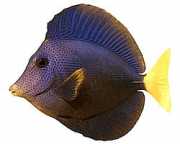 Zebrasoma xanthurum Žlutá -cail acanthure