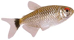 Moenkhausia oligolepis (Moenkhausia s červenýma očima)