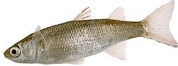 Mugil labrosus (Mezky s velkými rty)