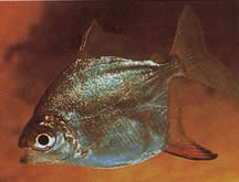 Myleus rubripinnis rubripinnis (Metynnis s červeným hákem)