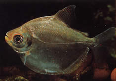 Mylossoma aureum (Pompano, Golden Paní)