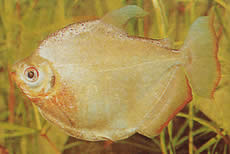 Mylossoma duriventre (Pacou-Meule, stříbrné myleus)