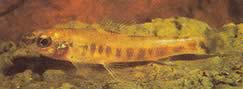 Nannocharax macropterus Africká tetra-flechete s velkými ploutvemi