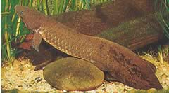 Neoceratodus forsteri
