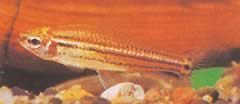 Neolebias trilineatus African Characin se třemi pásy