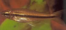 Neolebias unifasciatus Black Neolebias, African Characin na kapelu