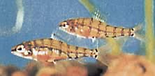 Odontocharacidium aphanes Odontocharacidium afany
