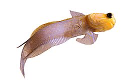 Opistognathus aurifrons (OPISTOGNATHE V FROND DORÉ)