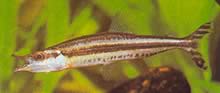 Paraphago rostratus Pruhované Phago