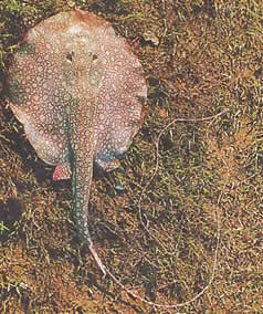 Paratrygon orbicularis (Orbikulární linie)