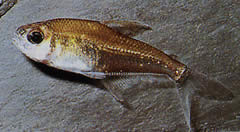 Phenacogaster megalostictus Velká skvrna z skvrn
