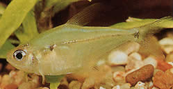 Phenacogaster pectinatus Pektitinatus, zlatá skupina tetra