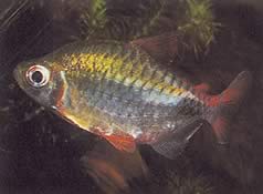 Phenacogrammus altus (Vysoká Kongo Tetra)