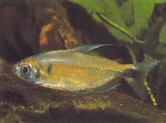 Phenacogrammus ansorgii (Obecný název: Kongo Konga de Ansorge)