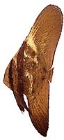 Platax orbicularis Orbikulární netopýři